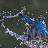 Kingfishers